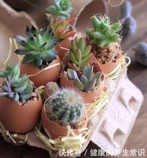 鸡蛋壳如何变成养花肥料,只需要两个步骤,就能轻松种植!