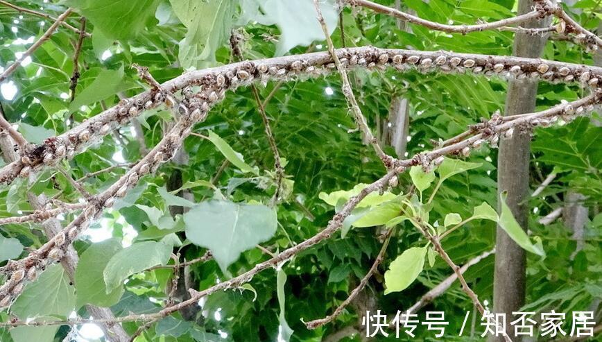 叶片|不注意这些细节,罗汉松越养越丑,养罗汉松必学的常识