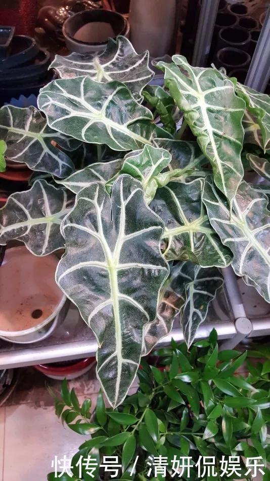 观音莲|天生“体阴”的6种花,晒太阳易黄叶,阴一点反而长得绿油油