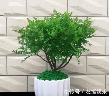 牡丹花|快扔掉家中发财树,真正好看还能净化空气的是这几种,高级又漂亮