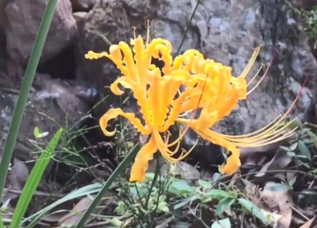 农村一种“神奇”植物,花和叶子永不相见,其实是清热祛痰良药