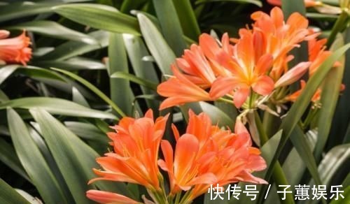 君子兰养|冬季君子兰怎么养？避开4个雷区，生长健壮年年开花！