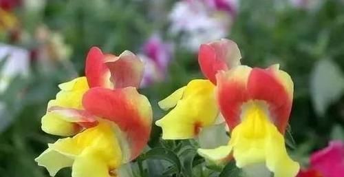 秋季养这几种花,花期长达300天,放在阳台天天是花海,美极了