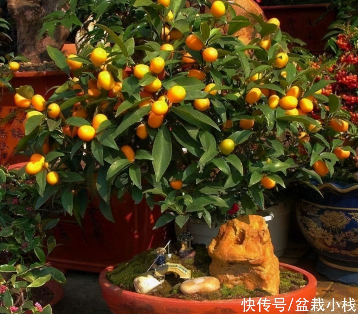 能开花也能结果，3种花养在家里，真不赖