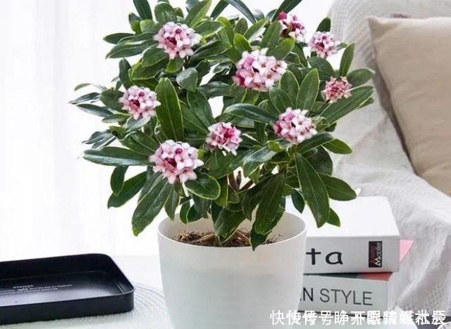 花朵|这5种花卉堪称活香水,养一盆摆客厅,满屋子飘香!