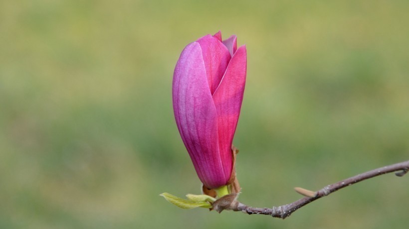 桃花|下个月内，缘分和桃花再次重逢，收获幸福，相守一生的四大生肖！