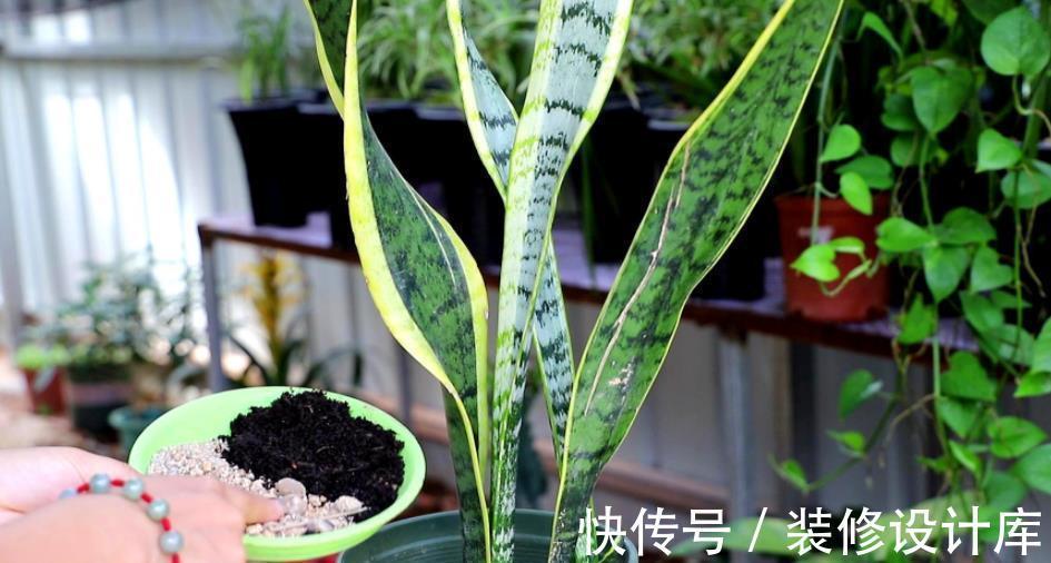 秋天养虎皮兰,了解掌握3个要点,不黄叶不发卷,长出侧芽养爆盆