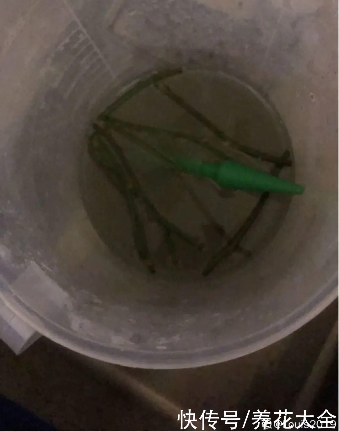 老干|旧筷子、老干妈瓶别扔,拿来养花效果好,省下一笔养花钱