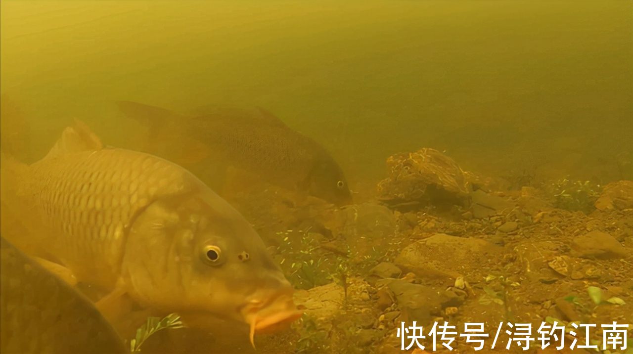 水温|秋分过后,钓鲤鱼真有那么容易吗?掌握好这4点,不连杆都不行