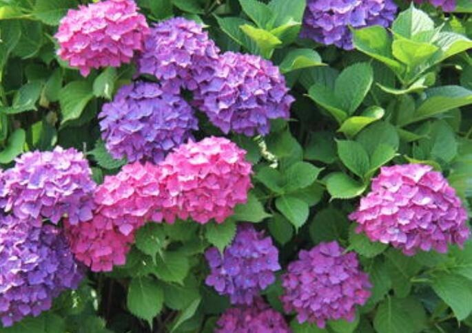 喜欢养菊花,还不如养一盆绣球花,教你3个方法,绣球花花大色美