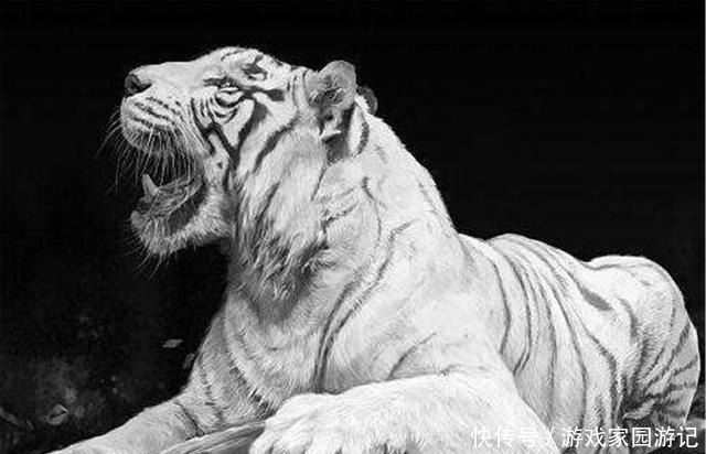 临终|晚富豪胡雪岩,在临终告诫后人“勿近白虎”,“白虎”是何物