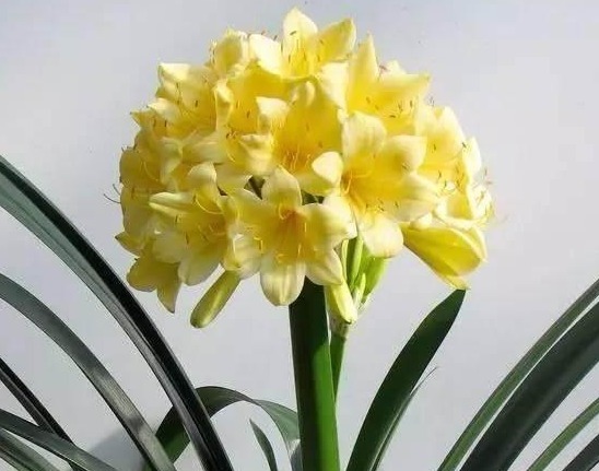 老花农养君子兰的秘诀，根再也不烂了，叶子变得油亮开花多！