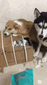 |搞笑GIF:初恋就应该是这种感觉,终于找回来了