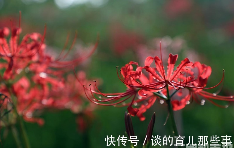 石蒜花|金秋九月，去湖南省植物园赏彼岸花与忘忧草吧