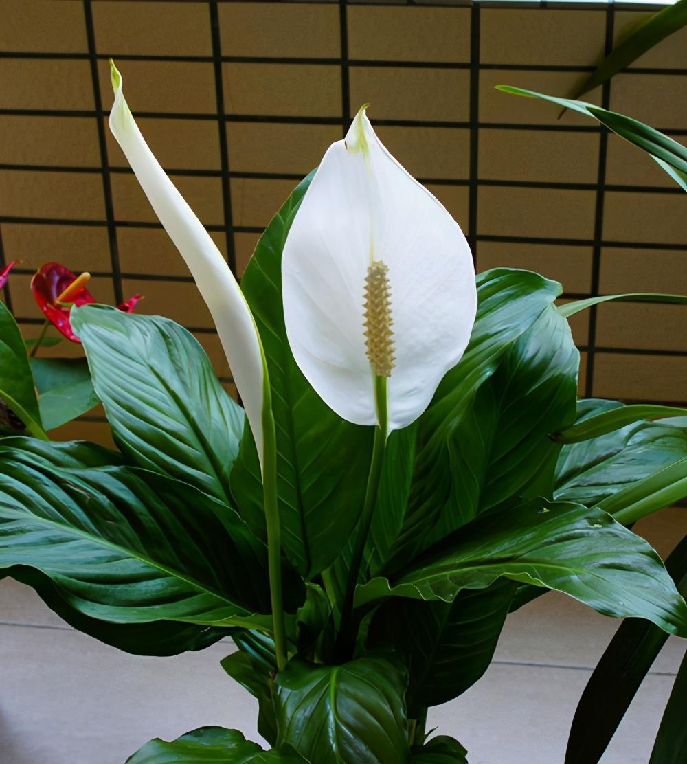 6种净化能力强的植物,第1名一叶兰,第2名芦荟,你养过哪些?