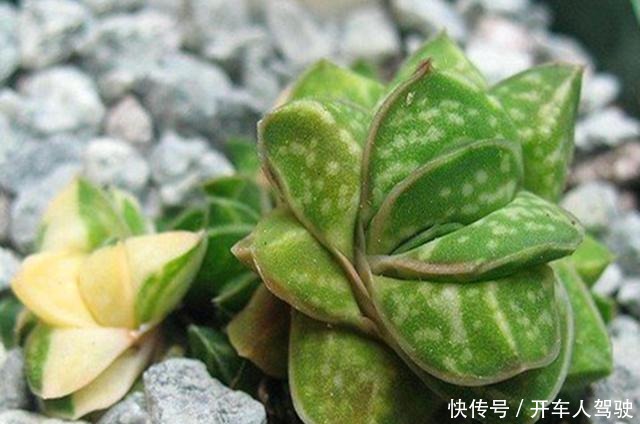 这些多肉植物,不需要防护措施也可以安全度夏,省心省力!