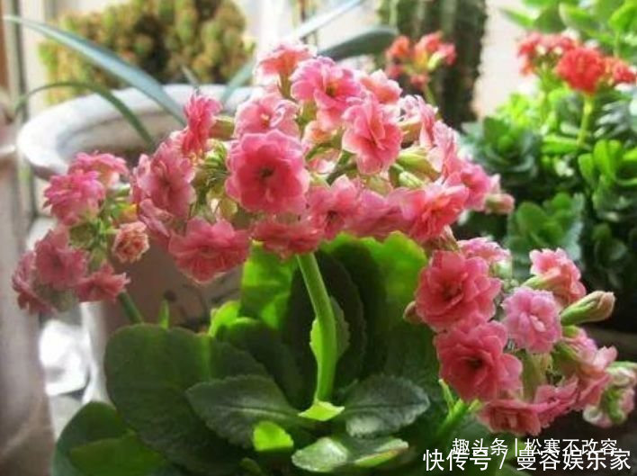 几种花养家里,福旺运旺财更旺,越养越上瘾,你养了吗