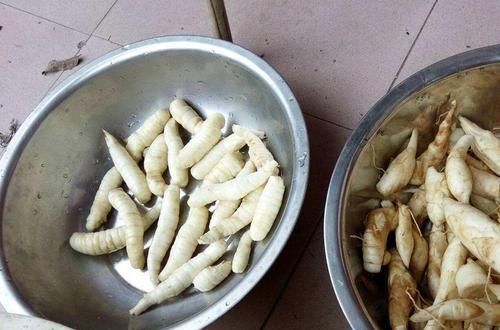 这种地下果实,长得像冬笋,煮熟后味道似红薯,如今不多见了