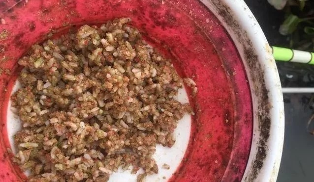 “野战蓝鲫+米饭”让你冬钓鲫不断上鱼!再不担心鱼获!