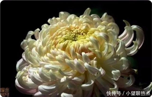 我花开后百花杀，满城尽带黄金甲！50句菊花诗，美到心醉！