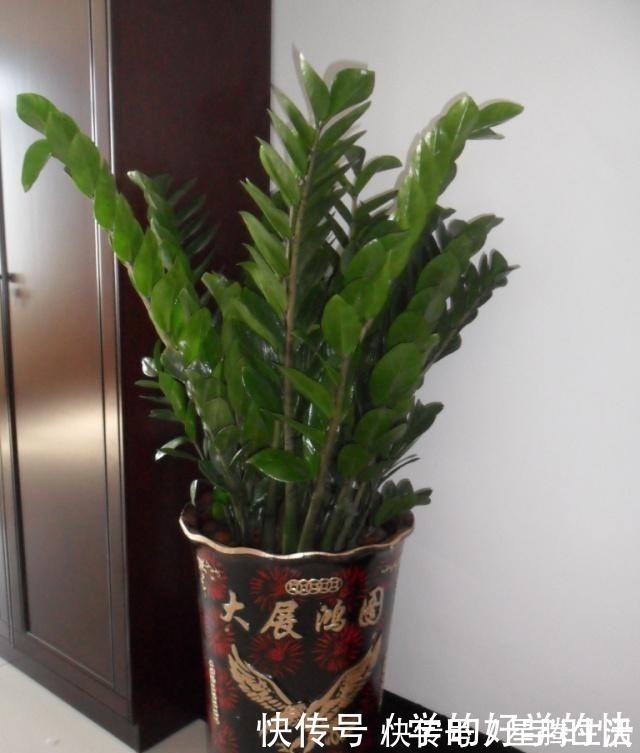 植物|越来越多人养此“2种树”,寓意好!以后别说家里不种树了!