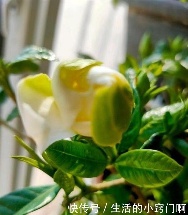 满枝|用3招“爆花术”叫醒栀子花,变身疯狂开花机器,花儿挂满枝!