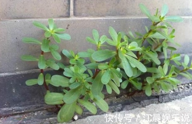 瘙痒|农村有种常见的野草，是治疗瘊子的良药，分分钟治好不再长