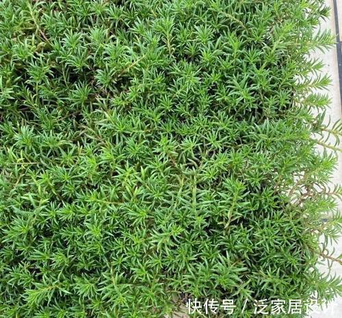 庭院|易泛滥的三种花,看起来却很“可爱”,想养考虑好,别上当