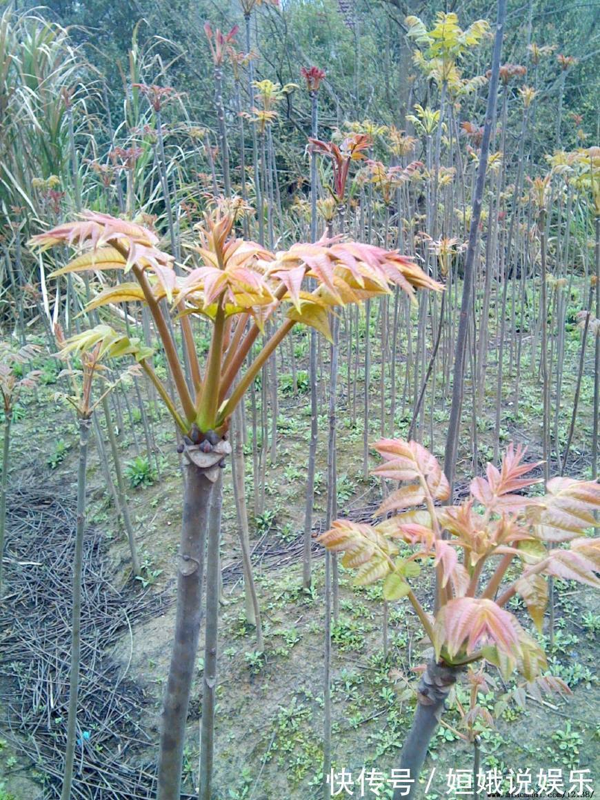 小吃|70岁老奶奶路边卖小吃,1元1碗,我连吃了3碗都还不满足