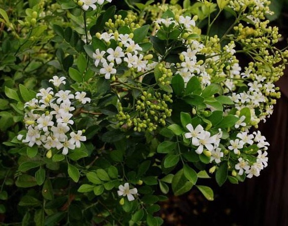 此花,比茉莉花香,比栀子花好看,飘香千里,是炒菜“香料”佳品