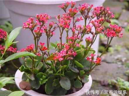 盆栽|“家家都有的营养液，给花卉滴10滴，叶子油光翠绿开花500朵