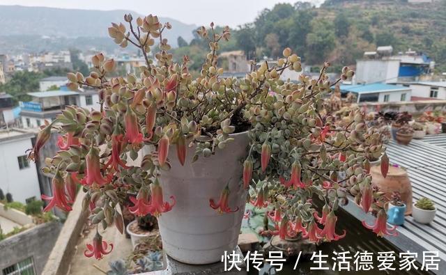 花友|达摩福娘,有香味的多肉中最好养的品种,爱爆盆可以当成吊兰养