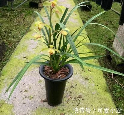 建兰要想多发芽,增加养分很重要,怎样给建兰增加营养