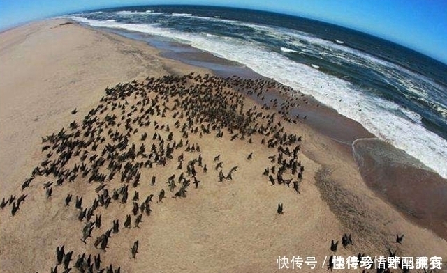 沿海沙漠|世界“最古老”的沙漠，与大西洋相连，坚持“全年无雨”