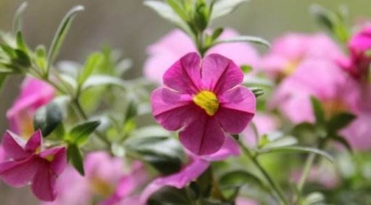 不如养盆“百万小铃”,养护只需记住3点,四季花开不断小巧精致