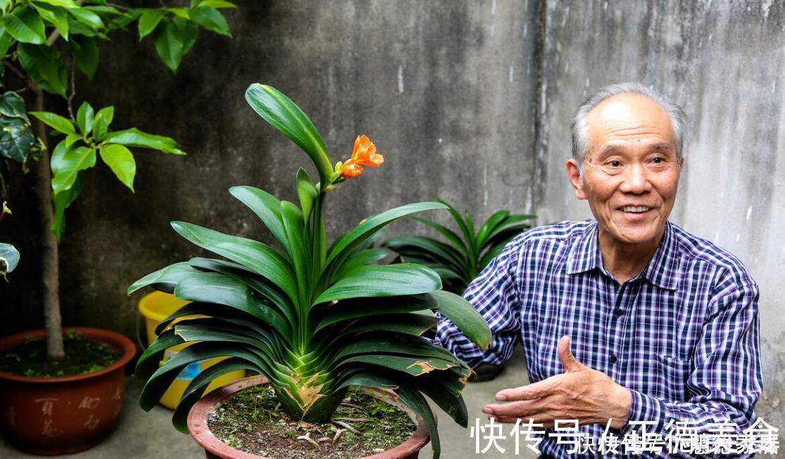 根系|养君子兰要先养好根,三种东西养根又护根,多年经验积累