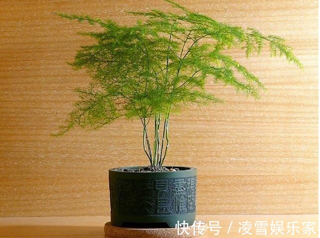发酵|给花卉“喂”点黄豆,肥力杠杠滴,叶片绿的发油!养花并不难