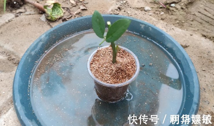 扦插|养花2种扦插方法,掌握“关键点”,扦插不再难,扦插一棵活一棵