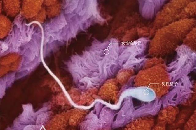 奇迹|10月胎儿形成全过程,8张图带你了解真相,感受生命的奇迹
