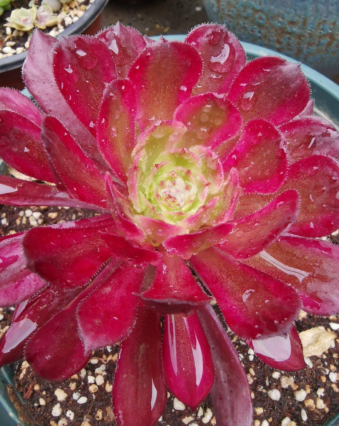 花芽|多肉长势差，这“三位置”剪一剪，“夏不黑腐”株型紧凑又好看