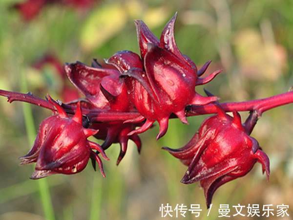 盆栽|最“好吃”的“花”,花色红艳,酸甜可口,盆栽一棵,能吃又能看