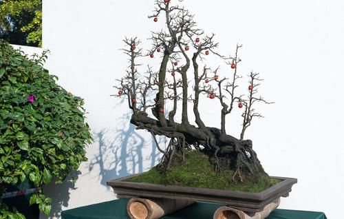 盆景养护不周造成植株萎蔫,找到原因,救治及时很重要