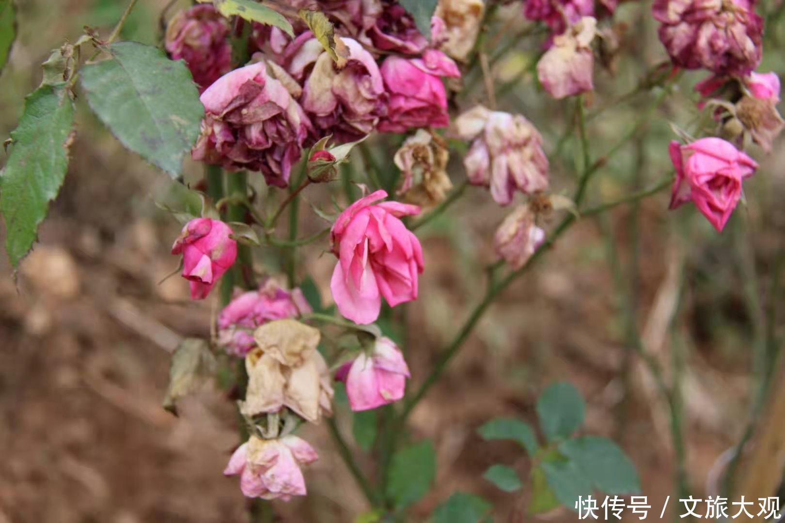 昆明冬日看花