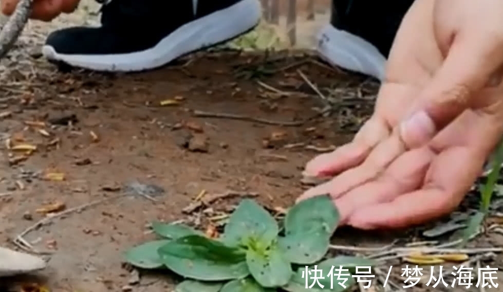 车前草|农村地区有这样一种野草，叶子看上去就像猪耳朵，你们见过吗？