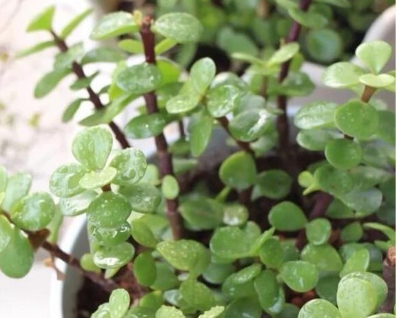 金枝玉叶这么养，长势旺，枝繁叶茂又漂亮！