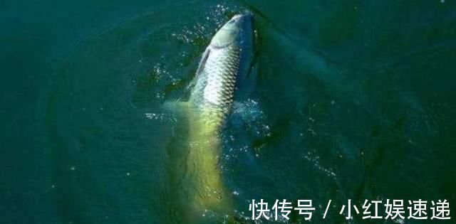 野钓|野钓实战探讨,短子线和长子线之间,哪一种优势更大