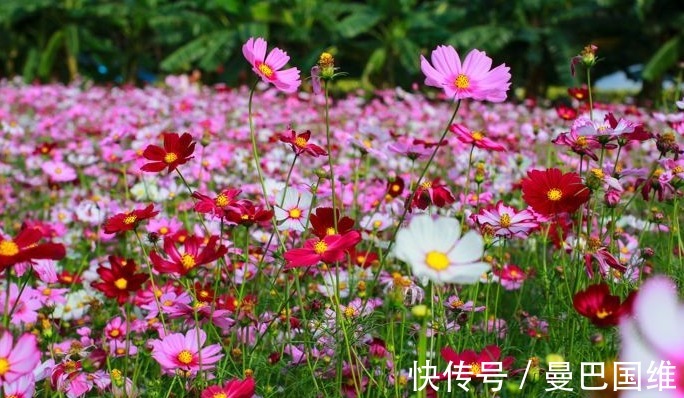 天人菊|6种公园常见的花,造型独特,开花美爆了