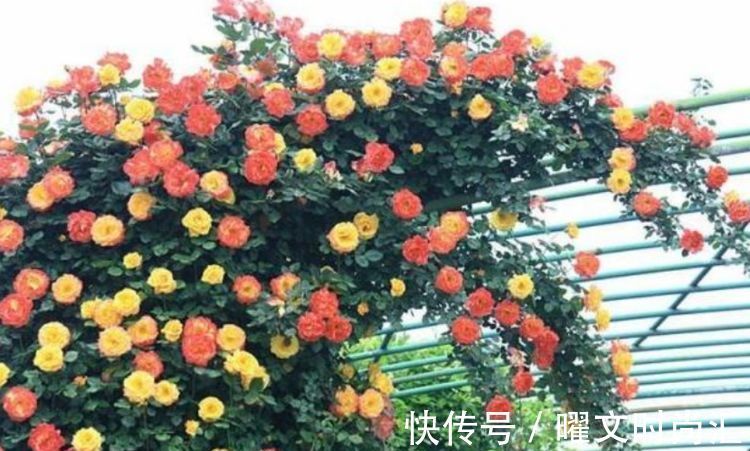 4种漂亮花，好打理，易爆盆，不用费心，就能长的特别好