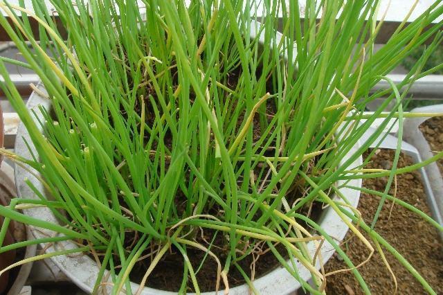 4步教你盆栽小葱,又粗又“肥硕”,不用再去菜市场买啦