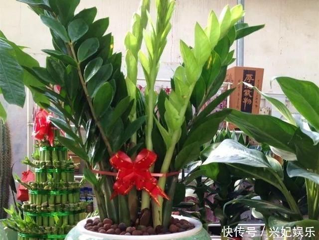 植株|养花“杀手”都有的5个毛病,难怪买花“养1盆死1盆”,要改正了